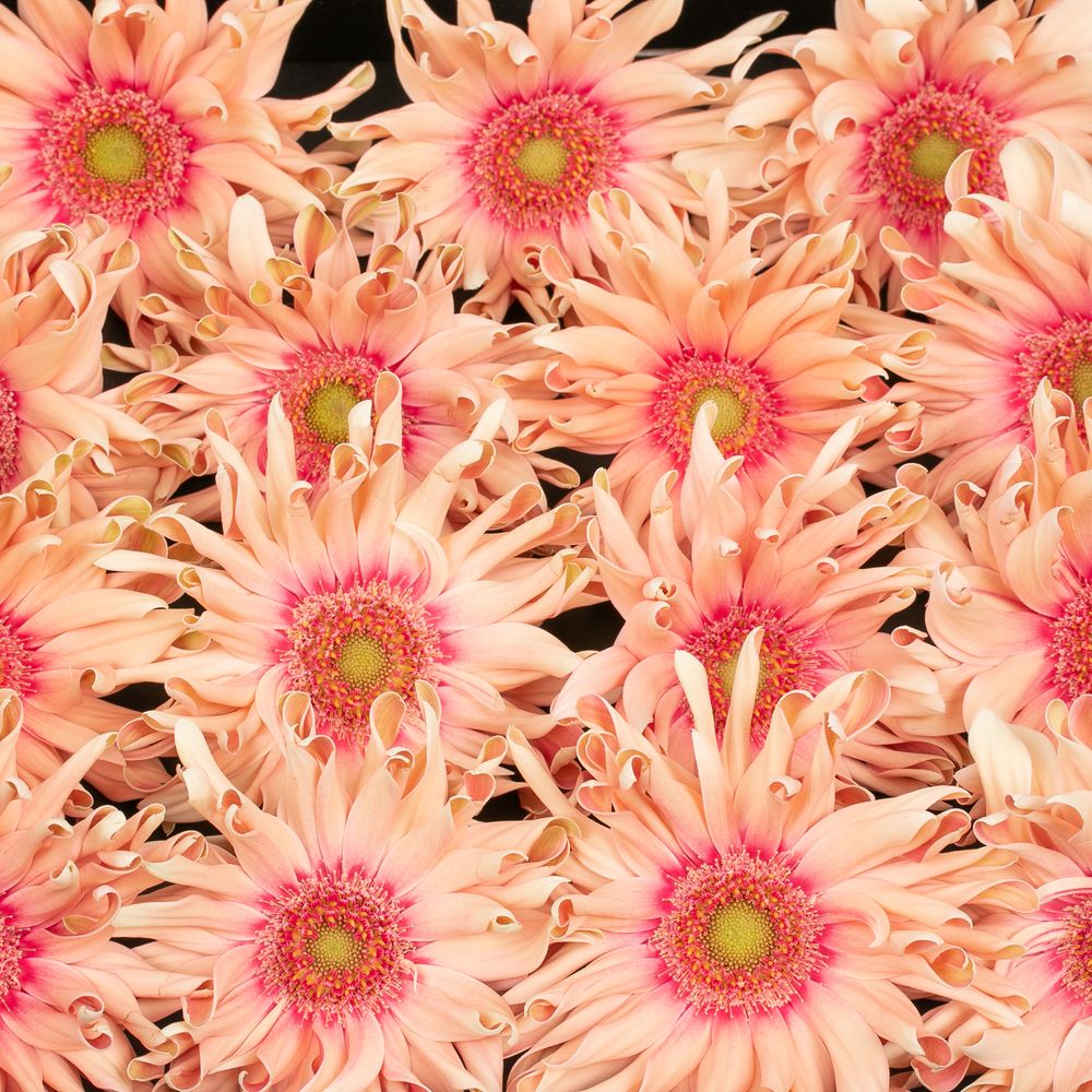 Gerbera lachs Pasta Rosata