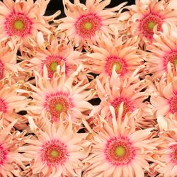 Gerbera lachs Pasta Rosata