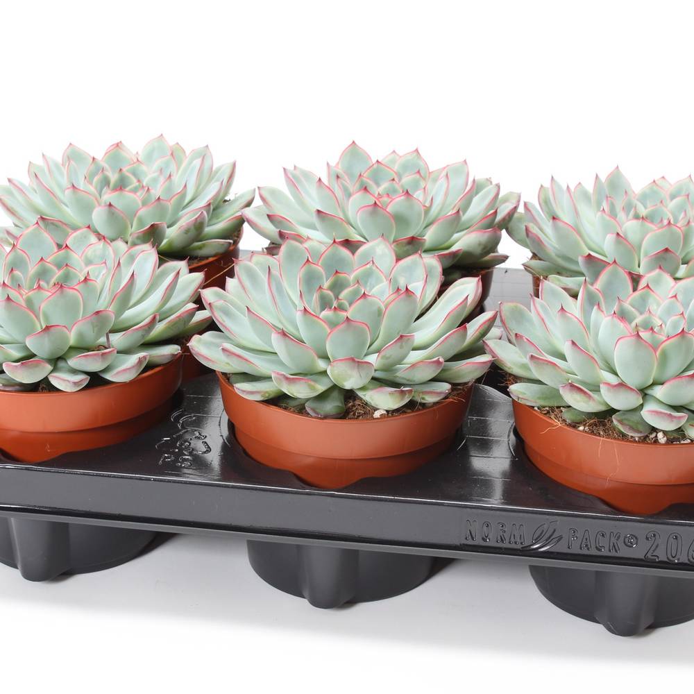Echeveria Sky Pearl T12 H015