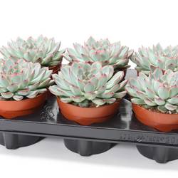 Echeveria Sky Pearl T12 H015