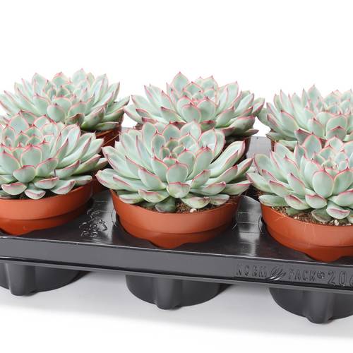 Echeveria Sky Pearl T12 H015
