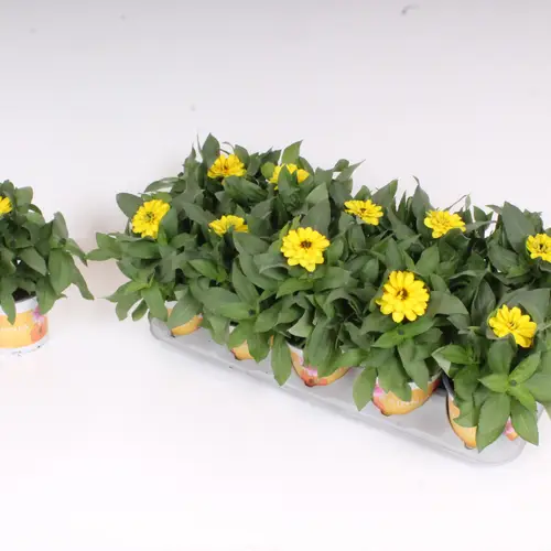 Zinnia gelb T12 H30