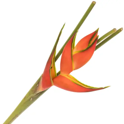 Heliconia Mittel orange Oriole 80cm