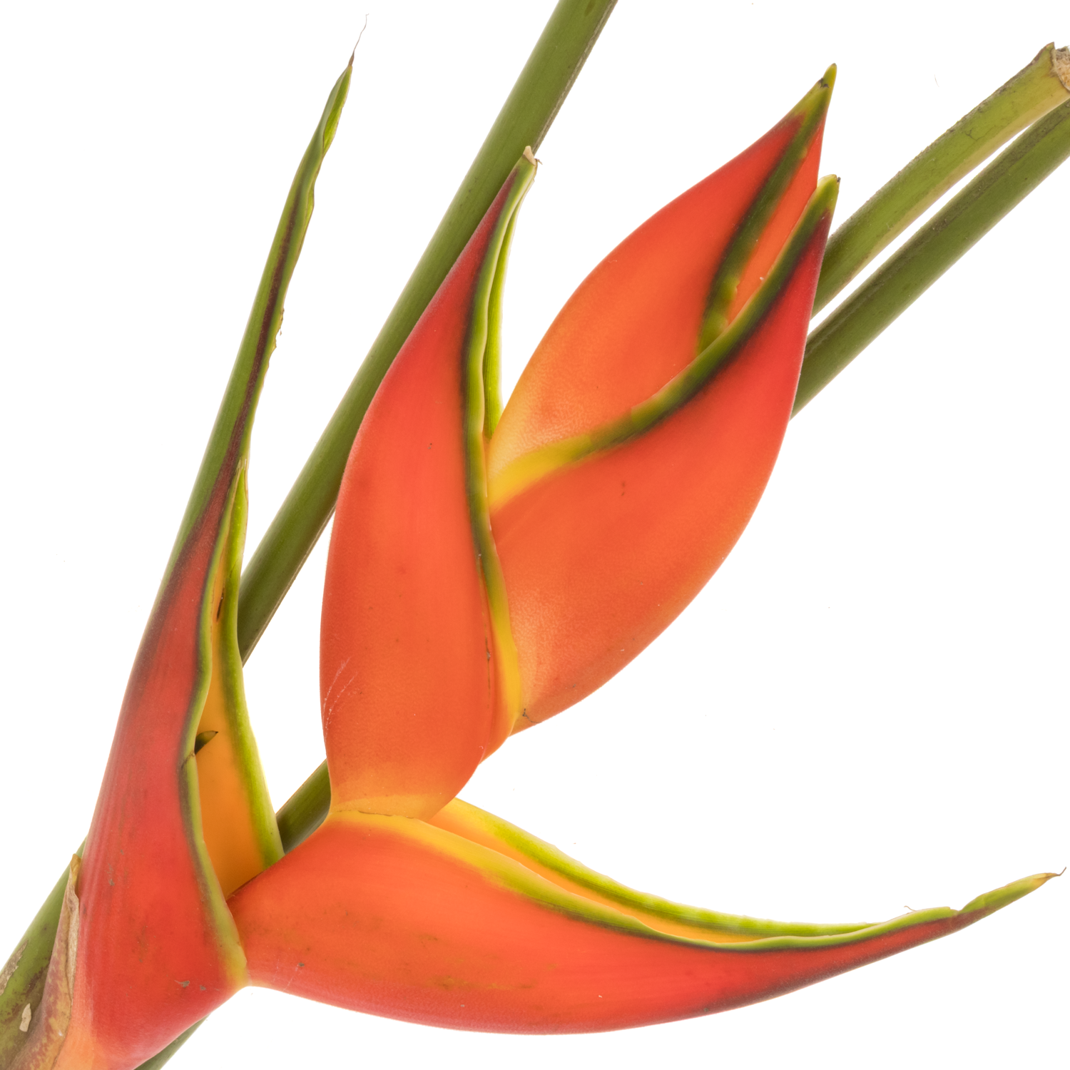 Heliconia Mittel orange Oriole 80cm