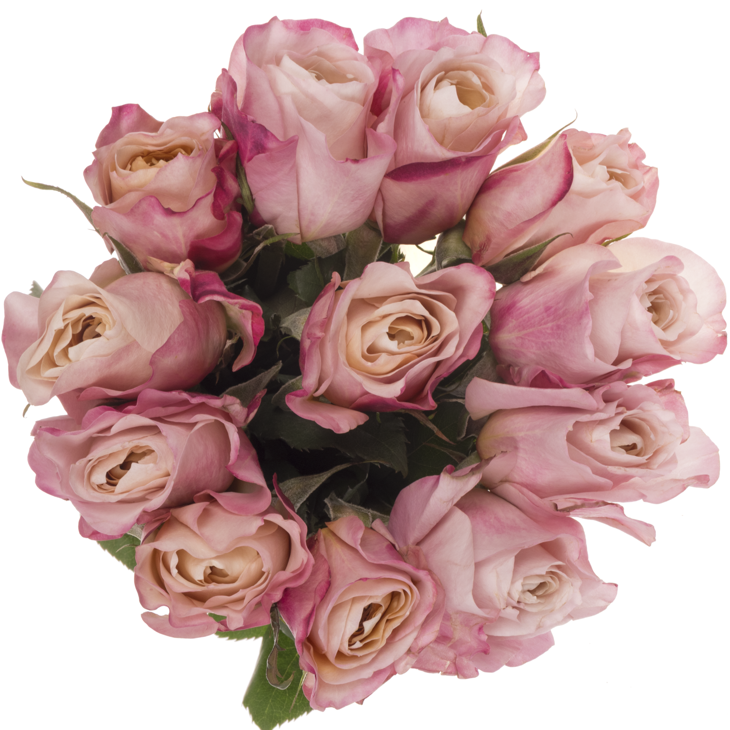 Rose apricot/rosa Wabara Miyabi Cha 50cm