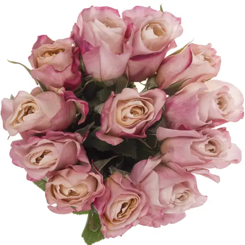 Rose apricot/rosa Wabara Miyabi Cha 50cm