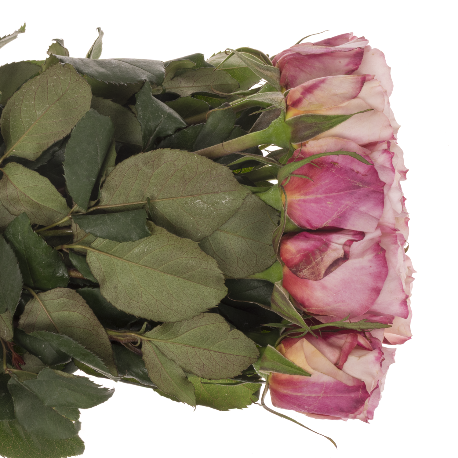 Rose apricot/rosa Wabara Miyabi Cha 50cm