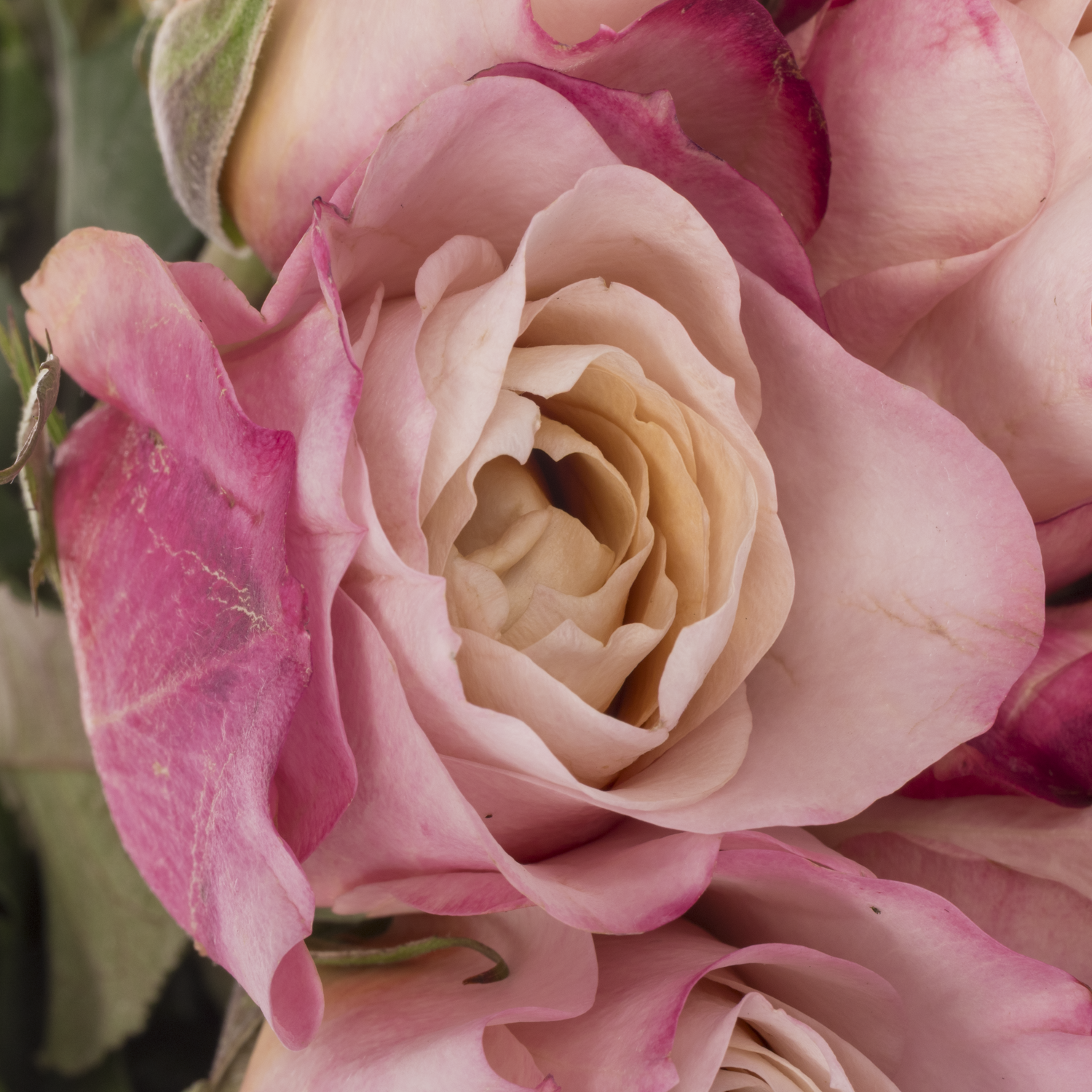 Rose apricot/rosa Wabara Miyabi Cha 50cm