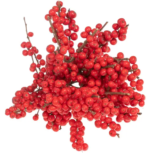 Ilex rot extra 30cm