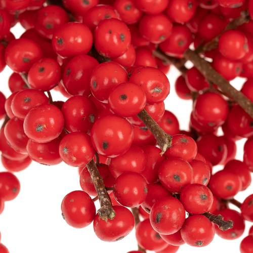 Ilex rot extra 30cm