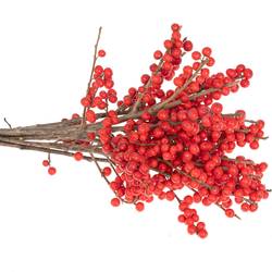 Ilex rot extra 30cm