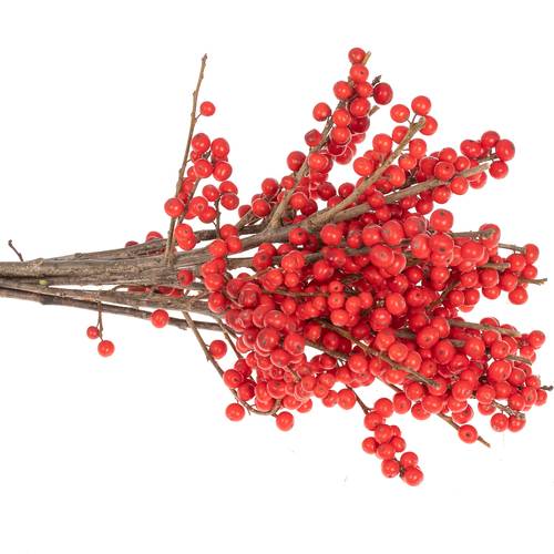 Ilex rot extra 30cm