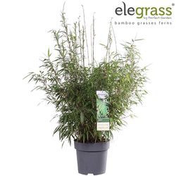 Fargesia Rufa T29 H100