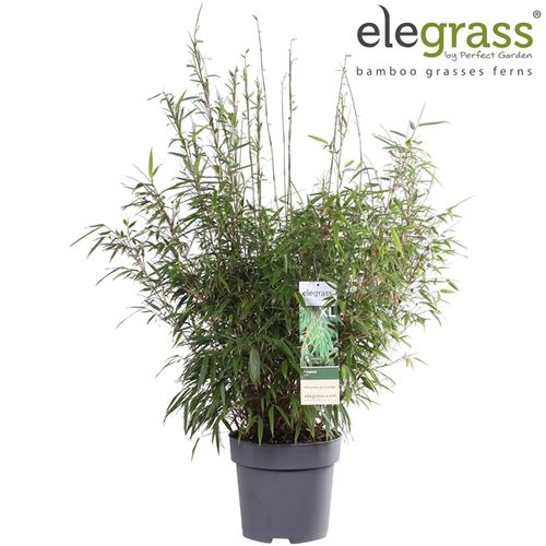 Fargesia Rufa T29 H100