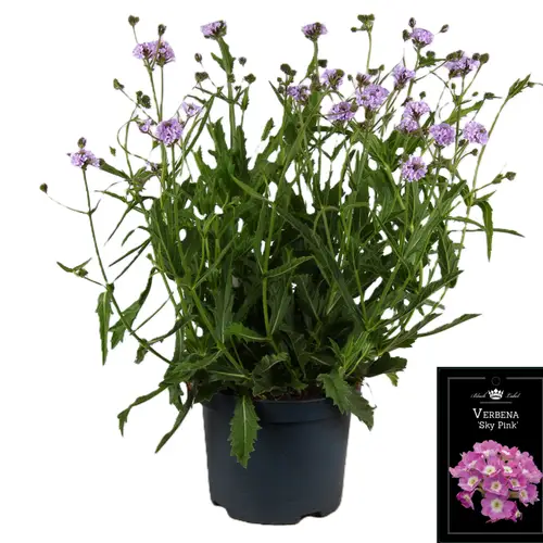 Verbena Rigida lila T19 H055