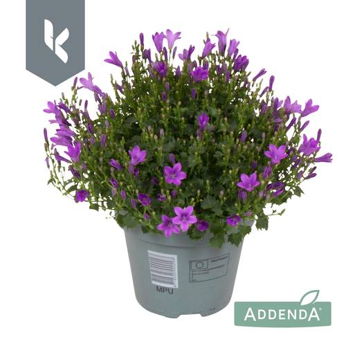 Campanula lila Ambella Intens T15 H025