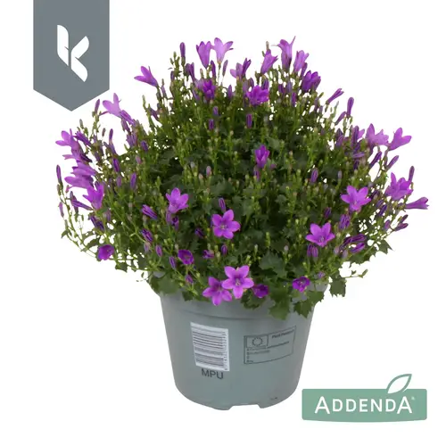 Campanula lila Ambella Intens T15 H025