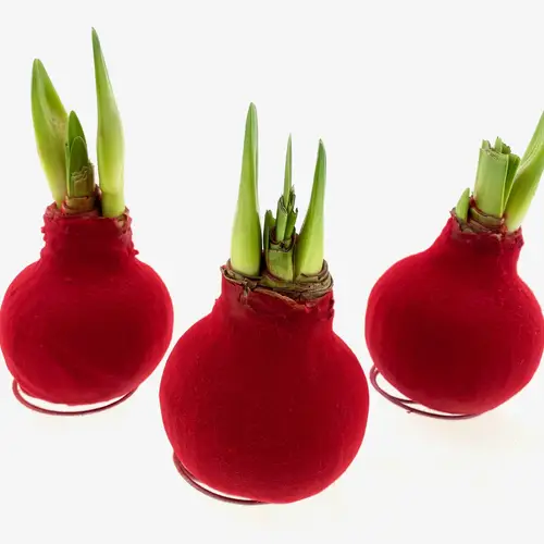 Amar.Bol Wachs Velvet Line rot rote Bl. 32cm H015