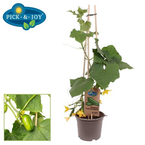 Bio Snack Gurke T14 H060