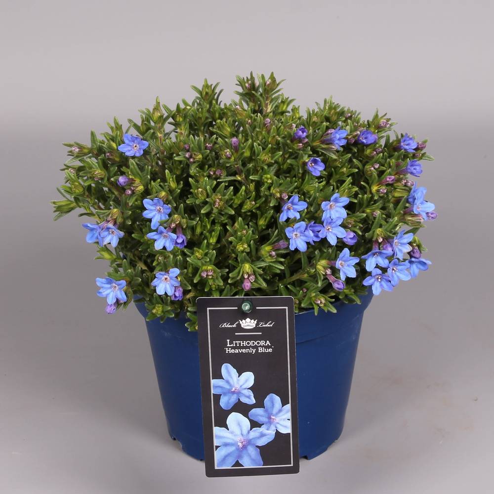 Lithodora blau   T15 H25