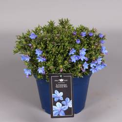 Lithodora blau   T15 H25
