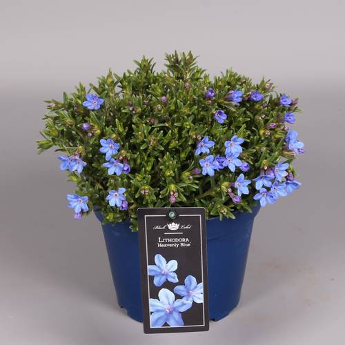 Lithodora blau   T15 H25