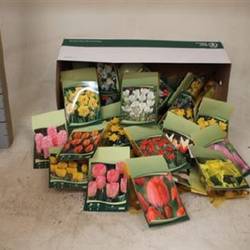 Zwiebel mix im Karton