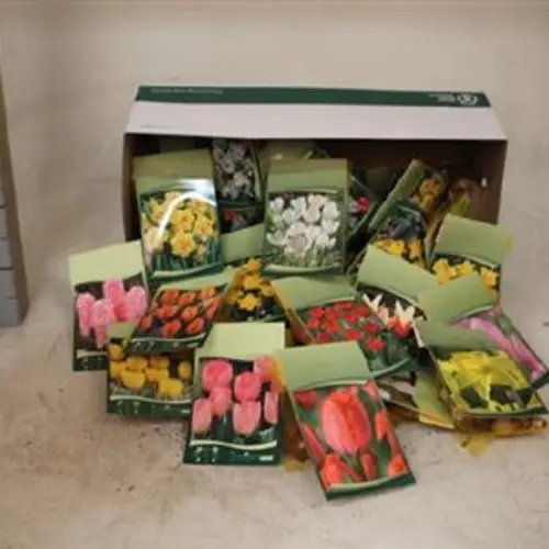 Zwiebel mix im Karton