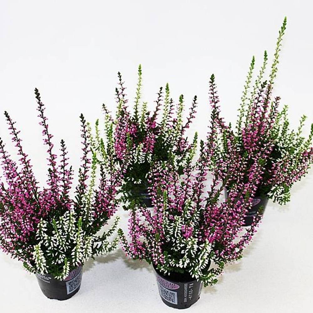 Calluna GG mini Twin T06 H010