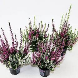 Calluna GG mini Twin T06 H010