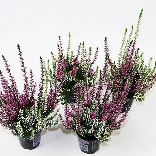 Calluna GG mini Twin T06 H010