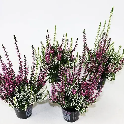 Calluna GG mini Twin T06 H010