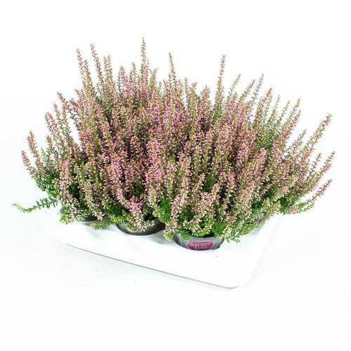Calluna GG mini Twin T06 H010
