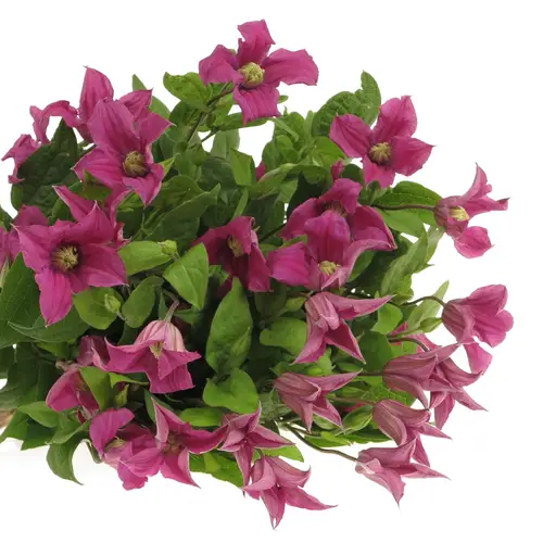 Clematis pink Kyiv 60cm