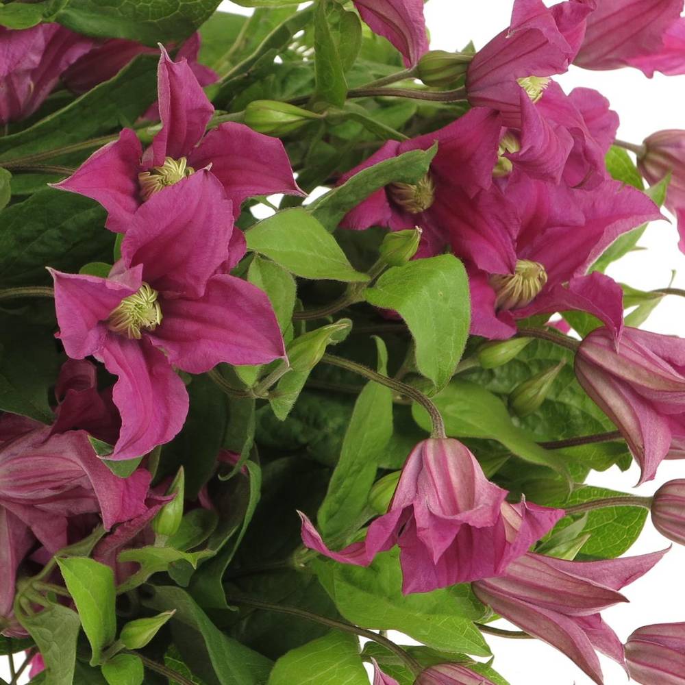 Clematis pink Kyiv 60cm