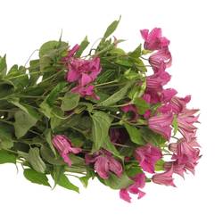 Clematis pink Kyiv 60cm