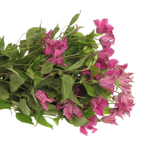 Clematis pink Kyiv 60cm