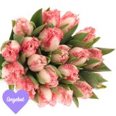 Tulpen - TU.ROSA GEZACKT NEGLIGE TRIFLOR VALENTIN Tulpen - TU.ROSA GEZACKT NEGLIGE TRIFLOR VALENTIN