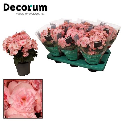 Begonie hell rosa Joy T14 H032