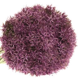 Allium lila Beauty 60cm
