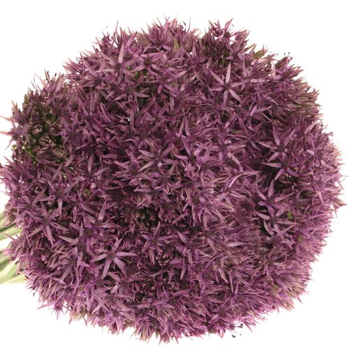 Allium lila Beauty 60cm