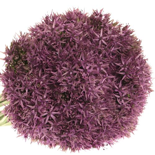 Allium lila Beauty 60cm