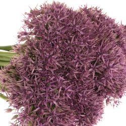 Allium lila Beauty 60cm