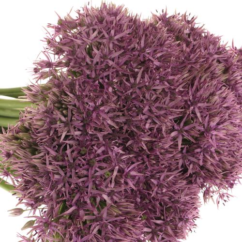 Allium lila Beauty 60cm