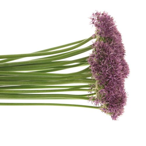 Allium lila Beauty 60cm