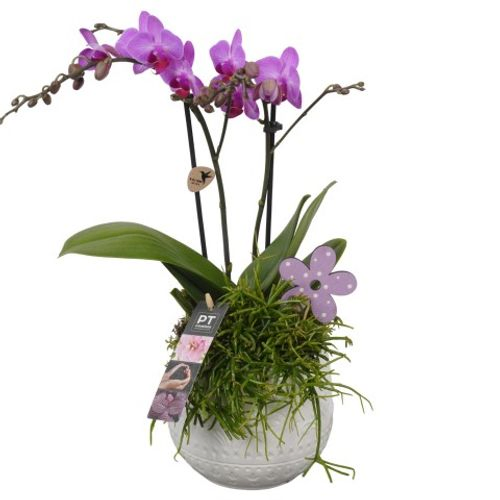 Phal.Arr PTIB9018 T14 H41