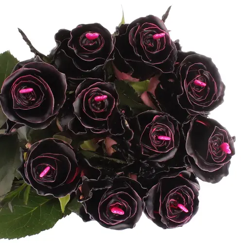 Rose Choco Black Beauty 70cm duftend