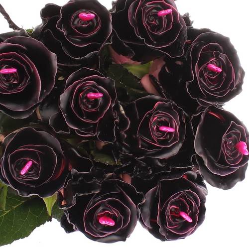 Rose Choco Black Beauty 70cm duftend