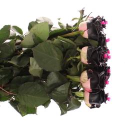 Rose Choco Black Beauty 70cm duftend