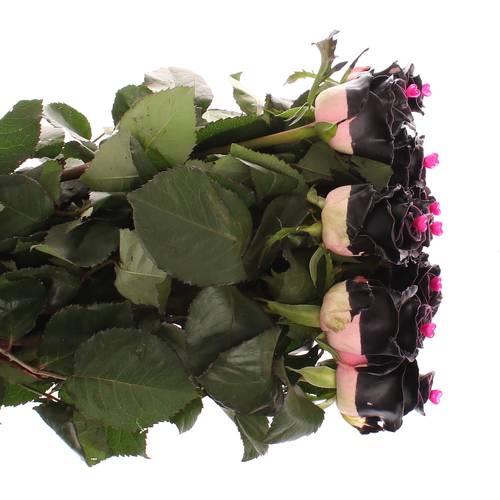 Rose Choco Black Beauty 70cm duftend